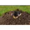 Антикрот Gex Mole Killer средство защиты приманка отрава от кротов слепыша медведки