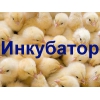 Домашний инкубатор на 36 яиц Несушка БИ 1М 220/12 В с автоматическим поворотом для выведения птицы