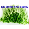 Грядка домашняя гидропонная Луковое Счастье установка домашняя выращиватель зелёного лука