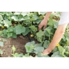 Капельная эмиттерная лента полива растений КЛ длина 100 шаг капельницы 30 см для дачи и огорода