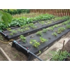 Капельная эмиттерная лента полива растений КЛ длина 100 шаг капельницы 30 см для дачи и огорода