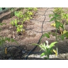 Капельный полив растений Aquadusya (Аквадуся)  60 готовый набор автополив для теплицы