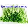 Луковое Счастье гидропоника для выращивания пера зёлёного лука дома на подоконнике