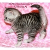Британские  котята вискас из питомника VIVIAN.
