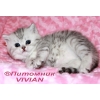 Британские  котята вискас из питомника VIVIAN.