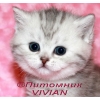 Британские  котята вискас из питомника VIVIAN.