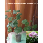 Цветы комнатные