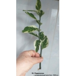 Цветы комнатные