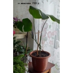 Цветы комнатные