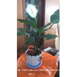 Цветы комнатные