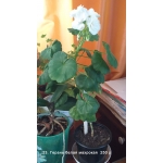 Цветы комнатные