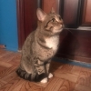 Европейская короткошёстная
