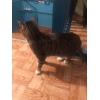 Европейская короткошёстная
