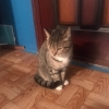Европейская короткошёстная