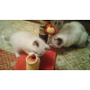 Котята Сноу-шу