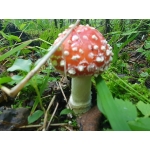 Куплю мухоморы