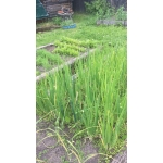 Квартирное Бюро