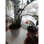 квартирное бюро