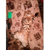 Продаётся бенгальский котик