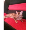 Продаётся бенгальский котик