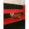Продаётся бенгальский котик