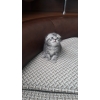 Продаются Шотландские котята