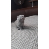 Продаются Шотландские котята