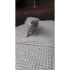 Продаются Шотландские котята