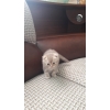 Продаются Шотландские котята