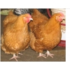 Продажа цыплят и подрощенной птицы