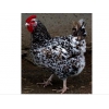 Продажа цыплят и подрощенной птицы