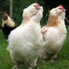 Продажа цыплят и подрощенной птицы