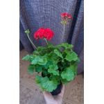 Розебудная пеларгония
