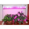 Светодиодный led фитосветильник Fito WST 03 01 фитолампа для досветки цветов,   рассады и растений