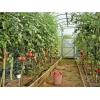 Капельный полив растений КПК 100 готовый набор под ключ автополив для теплицы,   парника и грядки