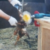 Насадка на дрель перосъёмная Фермер НП 01 для ощипа курицы утки бройлера перепелов